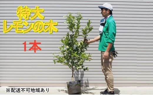 鉢植え レモンの木 特大サイズ 1本 配送不可 北海道 沖縄 離島 苗木 檸檬 Lemon 大きいサイズ 観葉植物 毎年 ガーデニング 