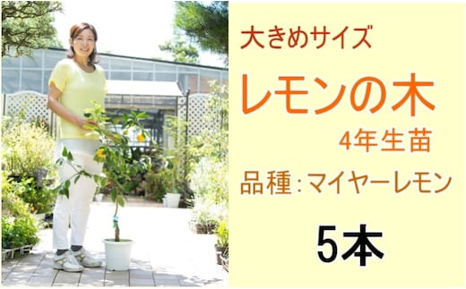 鉢植え レモンの木 大きめサイズ 4年生 苗 5本 配送不可 北海道 沖縄 離島 苗木 れもん 檸檬 