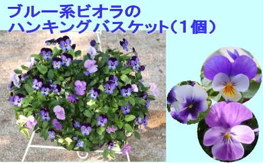 ビオラ・パンジーのハンキング バスケット（ブルー系） 花 
