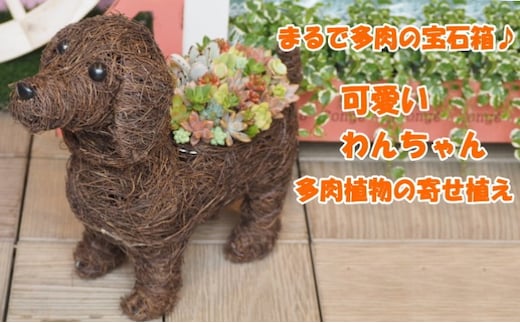 まるで多肉の宝石箱♪チビわんこの多肉植物 寄せ植え（1個） インテリア ガーデニング 玄関 置物 犬 イヌ 犬の置物 