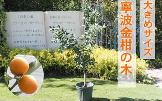 鉢植え 寧波金柑の木 大きめサイズ 1本 配送不可 北海道 沖縄 離島 インテリア ガーデニング 丈夫 育てやすい 甘み 強い 香り 受粉樹 不必要 地植え 白い花 