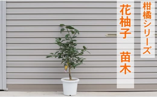 柑橘苗 花柚子 苗木（実なし） 植物 柚子の木 小ぶり 樹高 あまり高くならない 鉢植え向き 受粉樹不要 毎年実がなる 庭 園芸 ガーデニング 