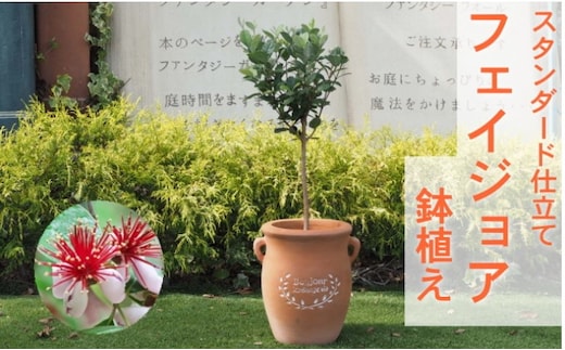 フェイジョア 鉢植え（つぼ型鉢） 植物 トロピカル 果樹 南国 エキゾチック 花 鮮やか グリーン 香り高い 果実 テラコッタ鉢 寒さに強い 病害虫に強い 