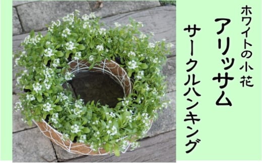アリッサムのサークルハンキング（直径35cm） 植物 グリーン インテリア 小葉 白 小花 玄関 庭 ガーデニング お花 