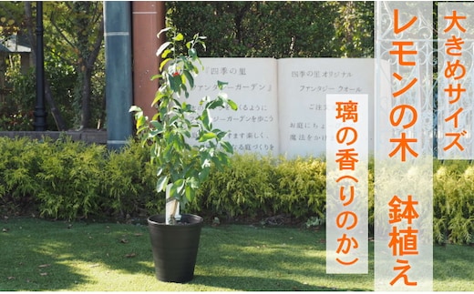 鉢植え レモンの木 大きめサイズ 璃の香 PVP 配送不可 沖縄 北海道 離島 植物 ガーデニング 庭 玄関 新品種 育てやすい かいよう病に強い 果実 早生系 11月下旬 収穫 薄皮 酸味 まろやか 果汁多い 種少なめ 