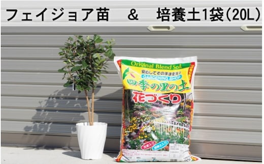 フェジョア苗と培養土1袋（20L）セット 苗木 植物 