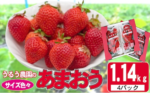 いちご 2025年12月より発送 うるう農園のあまおう サイズ色々4パック 約1.14kg※配送不可：離島 果物 フルーツ デザート 食後 特別栽培 福岡県産 国産 日本産 