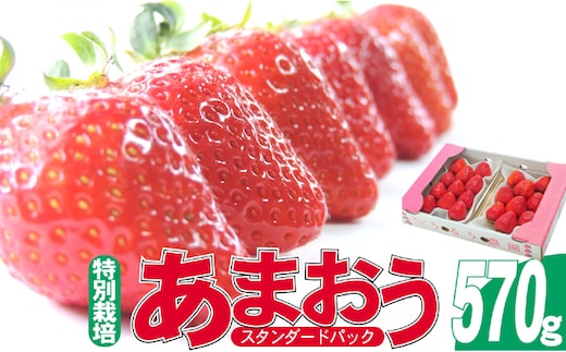 いちご 2025年12月より発送 うるう農園のあまおう スタンダード2パック 約570g※配送不可：離島 果物 フルーツ デザート 食後 特別栽培 福岡県産 国産 日本産 