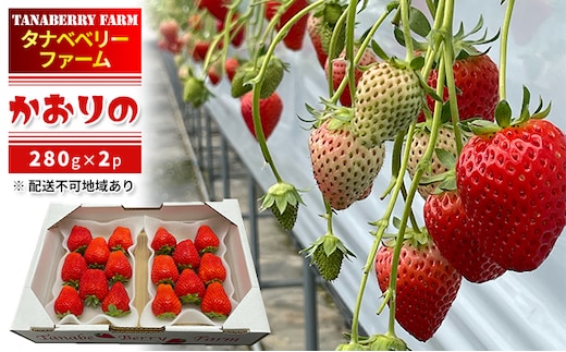 いちご かおりの苺 280g×2パック 配送不可 北海道 東北 果物類 フルーツ おやつ デザート 食後 上品な香り 酸味が少ない 産地直送 国産 