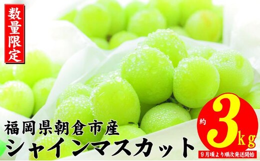 シャインマスカット 約3kg 大粒 フルーツ ブドウ 高級 ぶどう 葡萄 果物 くだもの 旬菜板屋 配送不可 離島 果物類 デザート 食後 種なし 皮ごと ジューシー 