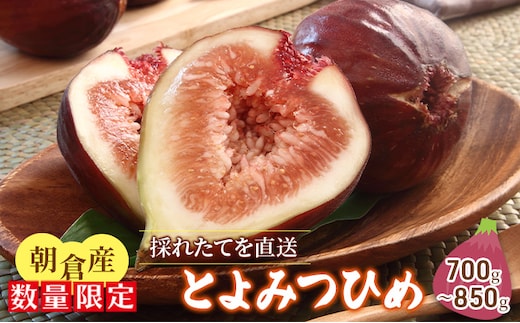 いちじく とよみつひめ 700g～850g 朝倉産 配送不可 北海道 東北 沖縄 離島 果物 フルーツ 上品な甘さ とろける 皮ごと 食べやすい 大粒 贈答品 
