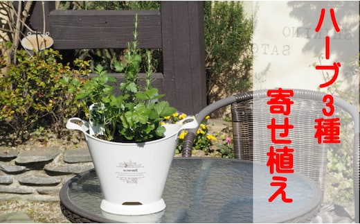 ハーブ 寄植え 摘み取って使う 新鮮 ハーブ 3種の寄せ植え プラ鉢 ホワイト 苗木 庭 玄関先 ベランダ 植物 インテリア グリーンアイテム ハーブの寄せ植え おしゃれ 育てやすい 