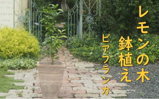 植物 レモン トゲ無し 鉢植え レモンの木 品種 ビアフランカ アンティーク テラコッタ 鉢 直径31cm 配送不可 北海道 沖縄 離島 インテリア グリーンアイテム グリーンインテリア 玄関 庭 ガーデン ガーデニング 果樹 柑橘 