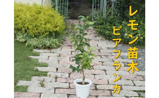 植物 レモン 苗木 トゲ無し レモンの木 品種 ビアフランカ トゲ無し 3年生苗 インテリア グリーンアイテム グリーンインテリア 玄関 庭 ガーデン ガーデニング 果樹 柑橘 