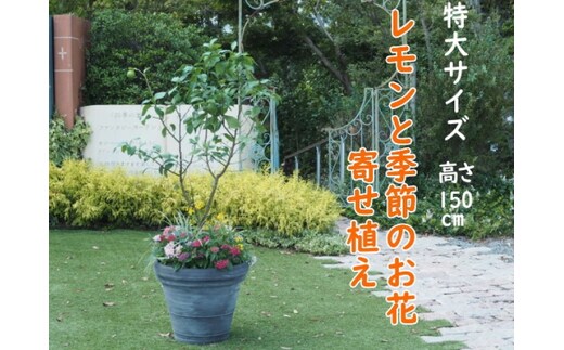 植物 レモン 花 寄植え 特大サイズ レモンの木と季節のお花 寄せ植え ガーデニング 配送不可：北海道、沖縄、離島 