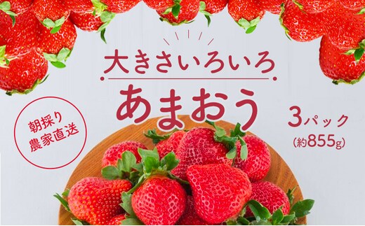 いちご あまおう サイズ いろいろ 3パック（約855g）朝倉限定 イチゴ 苺 果物 フルーツ 配送不可：離島 