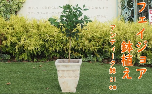 植物 フェイジョアの鉢植え アンティークテラコッタ21cm インテリア ガーデニング 