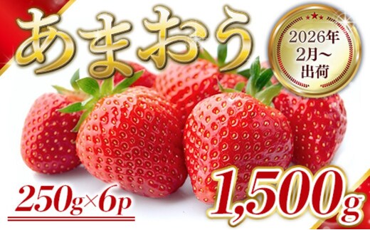 いちご 福岡県産 あまおう 1500g (250g×6パック) 先行予約 2026年2月より順次発送 果物 デザート ※配送不可：離島 