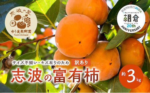 【朝倉市制施行20周年記念企画】 訳あり 志波の富有柿 約3kg 柿 ※配送不可：離島