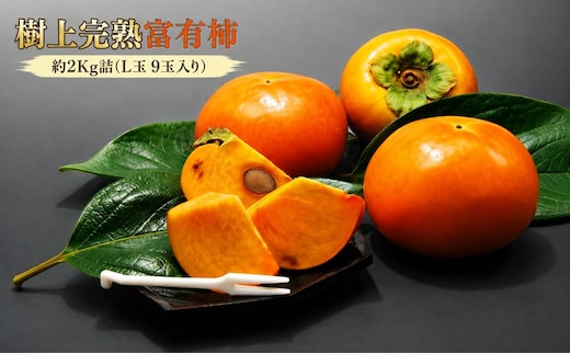 【福岡県朝倉産】もぎたて樹上完熟富有柿 木の上でじっくり熟した、みずみずしく濃厚な甘み ［一番美味しい時期にお届け］正品 白シンプル箱 L玉 9玉入り 2Kg詰