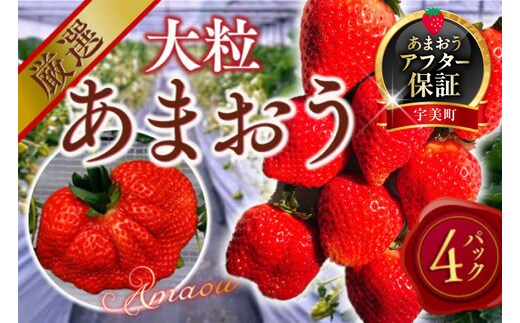 【期間限定発送】 いちご あまおう 厳選大粒 4p [THE FARM_strawberry 福岡県 宇美町 um40azo780007] イチゴ 苺 大粒 フルーツ 果実 甘い 小分け