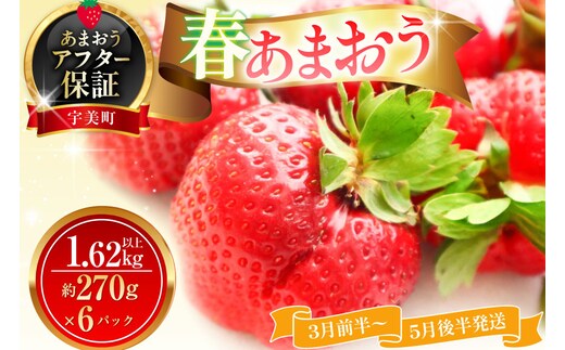 いちご あまおう 春あまおう 270g以上 6p 計1620g以上 【3月前半～5月後半発送】 期間限定 [ストロベリーファーム 福岡県 宇美町 um40azp070007] 先行予約 イチゴ 苺 フルーツ 果物 果実 甘い 小分け あまい 6パック 1.6kg