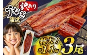 うなぎ 訳あり 蒲焼 特大 肉厚 3尾 約 1.1kg 小分け タレ 山椒付き [大黒物産 福岡県 宇美町 um40bak830001] 不揃い 規格外 家庭用 鰻 ウナギ unagi うなぎ蒲焼 鰻蒲焼き 蒲焼き かば焼き 真空パック 個包装 冷凍 1キロ 1k 1万円以下 10000円の品 10000 10000円