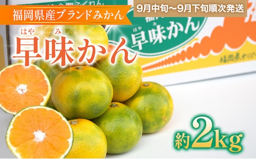 福岡県産ブランドみかん 「早味かん」約2kg箱