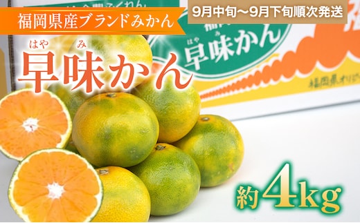 福岡県産ブランドみかん 「早味かん」約4kg箱