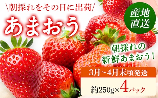あまおう 産地直送 約250g×4パック 福岡県産 いちご 朝採れ ふくおかエコ農産物認証 苺 フルーツ イチゴ 果物 くだもの ストロベリー ichigo ケーキ スイーツ 【3月〜4月末頃発送予定】※北海道・沖縄・離島は配送不可