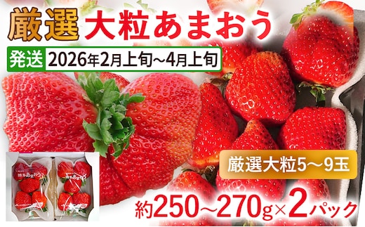 【2026年発送先行予約】厳選大粒あまおう(約250～270g×2パック) いちご フルーツ 果物 あまおう 苺 イチゴ ギフト 大粒 福岡【発送時期2026年2月上旬～2026年4月上旬】