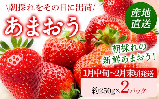 あまおう いちご 産地直送 約250g×2パック 福岡県産 朝採れ ふくおかエコ農産物認証 苺 フルーツ イチゴ 果物 くだもの ストロベリー ichigo ケーキ スイーツ 【1月中旬〜2月末頃発送予定】※北海道・沖縄・離島は配送不可