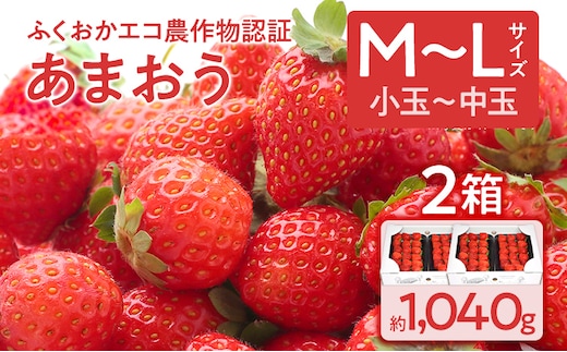 ふくおかエコ農作物認証あまおう M～Lサイズ 2箱セット あまおう イチゴ 苺 いちご フルーツ 果物 くだもの 福岡県産 お取り寄せグルメ お取り寄せ 福岡 お土産 九州 福岡土産 取り寄せ グルメ 福岡県