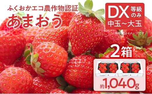 ふくおかエコ農作物認証あまおう DX等級のみ 2箱セット あまおう イチゴ 苺 いちご フルーツ 果物 くだもの 福岡県産 お取り寄せグルメ お取り寄せ 福岡 お土産 九州 福岡土産 取り寄せ グルメ 福岡県