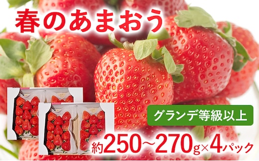 【2027年先行予約】春のあまおう(G規格以上約250‐270g x 4パック) お取り寄せグルメ お取り寄せ 福岡 お土産 九州 福岡土産 取り寄せ グルメ 福岡県
