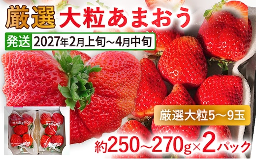 【2027年発送先行予約】厳選大粒あまおう(約250～270g×2パック) いちご フルーツ 果物 あまおう 苺 イチゴ ギフト 大粒 福岡【発送時期2027年2月上旬～2027年4月中旬】