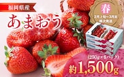 福岡産【春】あまおう 6パック 合計約1500g（1パックあたり250g） いちご 苺 果物 フルーツ 九州産 福岡県産 冷蔵 送料無料 【2月上旬発送開始予定】