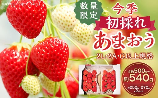 今季初採れあまおう2パック【数量限定】 あまおう いちご イチゴ 苺 果物 くだもの フルーツ【2025年12月上旬~2026年1月下旬発送予定】