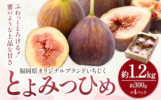 いちじく 無花果 とよみつひめ 約1.2kg 約300g × 4パック 南国フルーツ株式会社【26年度出荷】《8月上旬-10月中旬頃出荷》福岡県 小竹町 福岡県産 いちじく フルーツ 果物---sc_cnngkt_ae810_26_13500_4p---