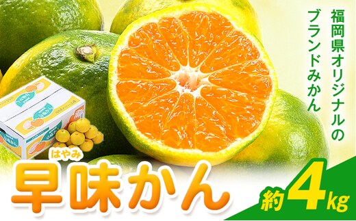 みかん 早味かん 約4kg 南国フルーツ株式会社【26年度出荷】《9月中旬-9月下旬頃出荷》福岡県 小竹町 福岡県産 みかん 早味かん フルーツ 果物---sc_nngkw_b9_26_20500_4kg---