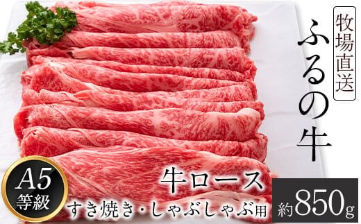 ふるの牛（黒毛和牛）ロースすき焼き・しゃぶしゃぶ用 850g A5 ミシュラン掲載《30日以内に出荷予定(土日祝除く)》---skr_ffrnrosu_30d_r7_50000_850g---