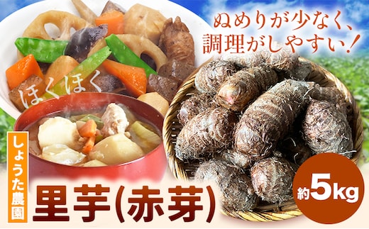 里芋 赤芽里芋 約5kg しょうた農園《11月上旬-3月末頃出荷》福岡県 鞍手町 さといも 里芋 野菜 送料無料---skr_aktksi_af113_25_11500_5kg---