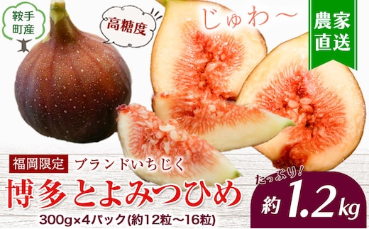 【☆2026年出荷☆】 いちじく とよみつひめ 約1.2kg 300g×4パック 約12粒～16粒 福岡県 鞍手町 送料無料《8月中旬-9月末頃出荷(土日祝除く)》イチジク 無花果 森のいちじく フルーツ ---iskr_cbftymt_bc8_26_10500_1200g---