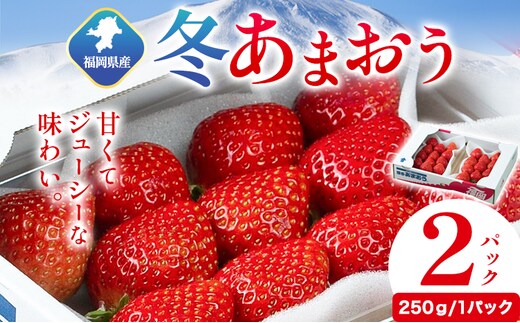 福岡県産 冬あまおう 2パック 南国フルーツ株式会社《2026年12月上旬-2027年1月末頃出荷》福岡県 鞍手町 あまおう いちご イチゴ 送料無料【配送不可地域あり】---skr_cnngkam_af12_26_13000_500g---