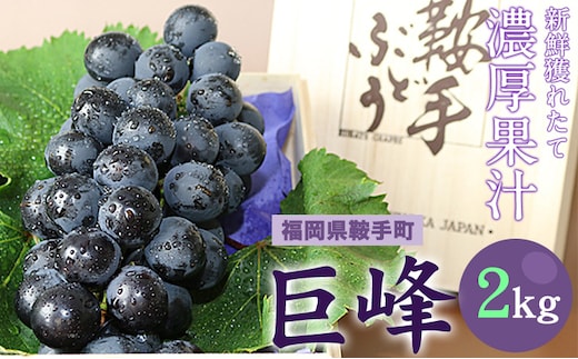 期間限定 フルーツ 巨峰 ぶどう 2kg (約4～5房) 予約 受付 福岡県 鞍手町 送料 無料《8月中旬-9月下旬頃出荷》 フルーツ 直鞍農業 協同組合 営農 センター---skr_cjakyoho_k8_26_14000_2kg---