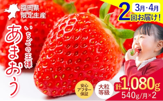 【2ヶ月定期便】いちご あまおう 先行予約 いちご大量 540g ふるさと納税 フルーツ 苺 旬 訳あり 数量限定 ふるさと納税 不揃い 傷 4月 規格外 規格外果物 くだもの 果物 【着日指定不可】《2027年3月・4月頃出荷予定》---kr_camtei_26_12000_540g_mo2---
