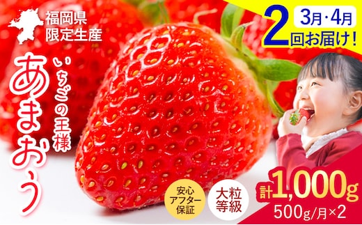 【2ヶ月定期便】いちご あまおう 先行予約 いちご大量 500g ふるさと納税 フルーツ 苺 旬 訳あり 数量限定 ふるさと納税 不揃い 傷 4月 規格外 規格外果物 くだもの 果物 【着日指定不可】《2027年3月・4月頃出荷予定》---kr_camtei_26_12000_500g_mo2---
