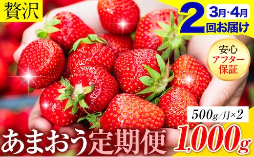 【2ヶ月定期便】いちご あまおう 先行予約 いちご大量 500g ふるさと納税 フルーツ 苺 旬 訳あり 数量限定 ふるさと納税 不揃い 傷 4月 規格外 規格外果物 くだもの 果物 【着日指定不可】《2027年3月・4月頃出荷予定》---kr_camtei_26_12000_500g_mo2---