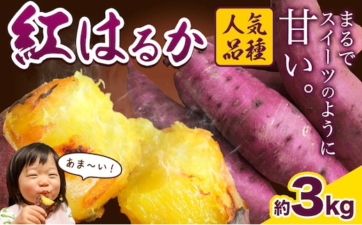厳選 紅はるか 3kg しょうた農園《12月上旬-3月末頃出荷》福岡県 鞍手町 紅はるか さつまいも 芋 いも イモ サツマイモ---skr_aktkbn_af123_25_5500_3kg---