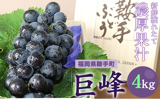 巨峰 4kg(約8～10房) 予約受付 福岡県 鞍手町 送料無料《8月中旬-9月下旬頃出荷》ぶどう 直鞍農業協同組合 営農センター フルーツ---skr_cjakyoho_k8_26_27000_4kg---